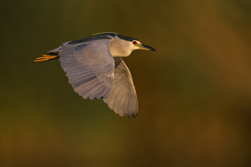 Kwak; Night Heron; Nycticorax nycticorax