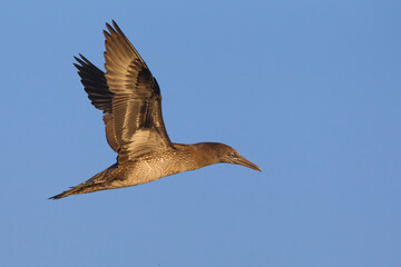 Jan-van-Gent; Northern Gannet; Sula bassana; Morus bassanus