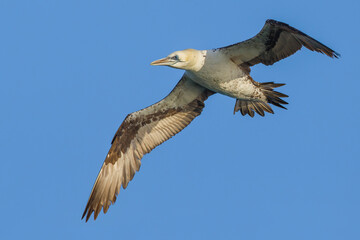 Jan-van-Gent; Northern Gannet; Sula bassana; Morus bassanus