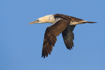 Jan-van-Gent; Northern Gannet; Sula bassana; Morus bassanus