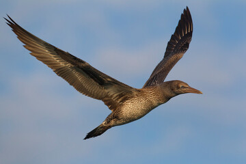 Jan-van-Gent; Northern Gannet; Sula bassana; Morus bassanus