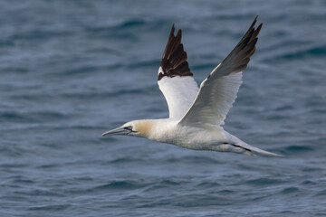 Jan-van-Gent; Northern Gannet; Sula bassana; Morus bassanus