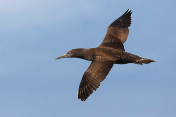 Jan-van-Gent; Northern Gannet; Sula bassana; Morus bassanus