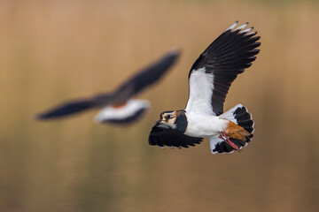 Kievit, Northern Lapwing; Vanellus vanellus