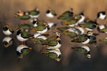 Kievit, Northern Lapwing; Vanellus vanellus