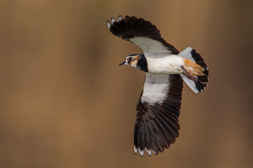 Kievit, Northern Lapwing; Vanellus vanellus