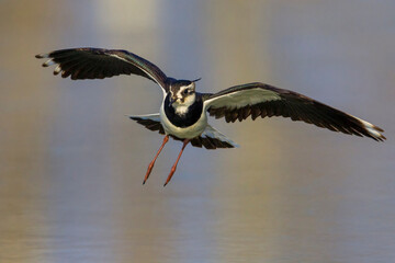 Kievit, Northern Lapwing; Vanellus vanellus