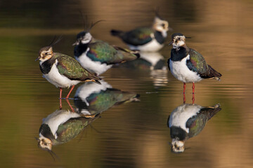 Kievit, Northern Lapwing; Vanellus vanellus
