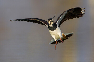 Kievit, Northern Lapwing; Vanellus vanellus