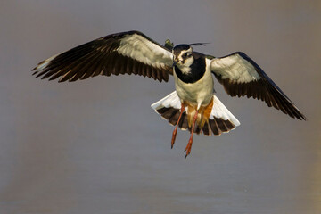Kievit, Northern Lapwing; Vanellus vanellus