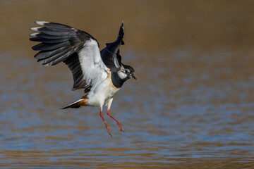 Kievit, Northern Lapwing; Vanellus vanellus