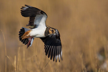 Kievit, Northern Lapwing; Vanellus vanellus