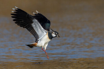 Kievit, Northern Lapwing; Vanellus vanellus