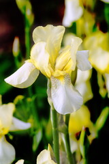 Beautiful white light lemon iris flower close up