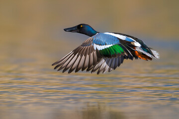 Slobeend; Northern Shoveler; Anas clypeata