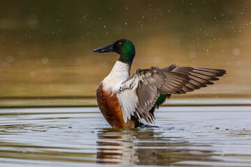 Slobeend; Northern Shoveler; Anas clypeata