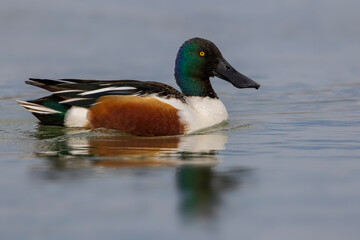 Slobeend, Northern Shoveler; Anas clypeata