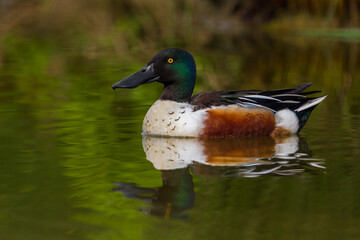 Slobeend; Northern Shoveler; Anas clypeata