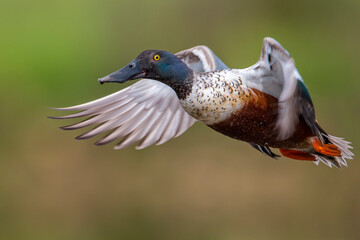 Slobeend, Northern Shoveler; Anas clypeata