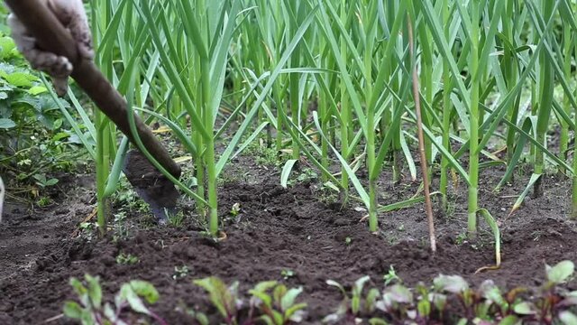 farmer removes weeds grass on the land of the garlic bed