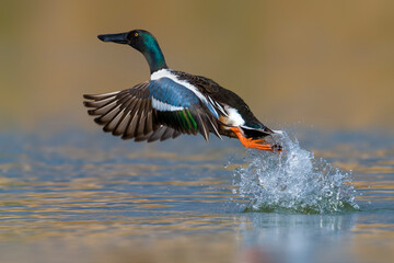Obraz premium Slobeend; Northern Shoveler; Anas clypeata