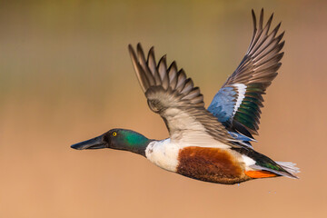 Slobeend; Northern Shoveler; Anas clypeata