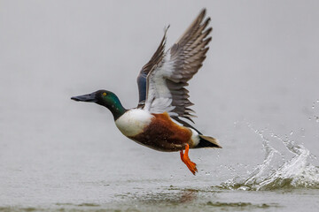 Obraz premium Slobeend; Northern Shoveler; Anas clypeata
