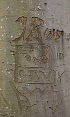 Initials carved long ago in the bark of a Beech tree