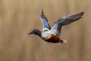 Slobeend, Northern Shoveler; Anas clypeata