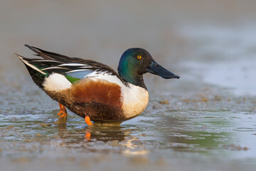 Slobeend; Northern Shoveler; Anas clypeata