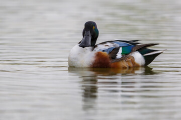 Obraz premium Slobeend; Northern Shoveler; Anas clypeata