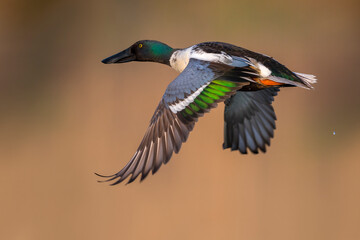 Slobeend; Northern Shoveler; Anas clypeata
