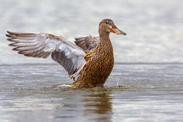 Slobeend, Northern Shoveler; Anas clypeata
