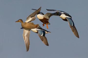 Mestolone; Northern Shoveler; Anas clypeata