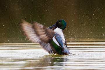 Obraz premium Slobeend; Northern Shoveler; Anas clypeata