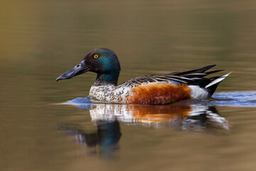 Slobeend, Northern Shoveler; Anas clypeata