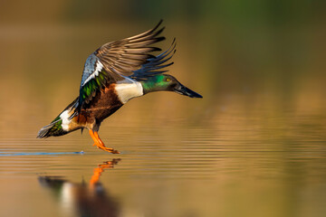 Slobeend  Northern Shoveler  Anas clypeata © AGAMI