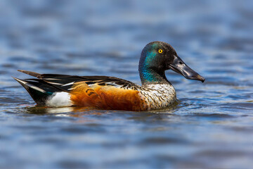 Slobeend, Northern Shoveler; Anas clypeata