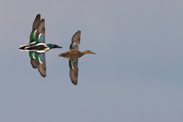 Slobeend; Northern Shoveler; Anas clypeata