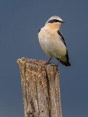 Tapuit; Northern Wheatear; Oenanthe oenanthe