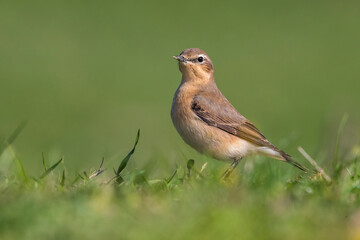 Tapuit, Northern Wheatear; Oenanthe oenanthe leucorhoa