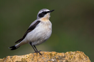 Tapuit, Northern Wheatear; Oenanthe oenanthe leucorhoa