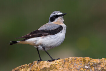 Tapuit, Northern Wheatear; Oenanthe oenanthe leucorhoa