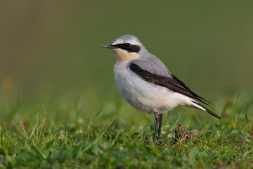 Tapuit, Northern Wheatear; Oenanthe oenanthe leucorhoa
