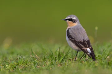 Foto op Canvas Tapuit, Northern Wheatear  Oenanthe oenanthe leucorhoa © AGAMI