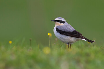 Tapuit, Northern Wheatear; Oenanthe oenanthe leucorhoa