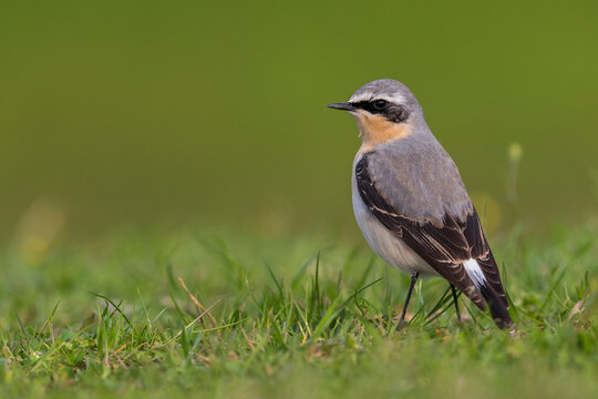 Tapuit, Northern Wheatear; Oenanthe oenanthe leucorhoa