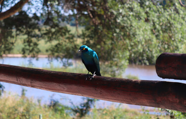 Cabo brillante en reposo, parque kruger. 