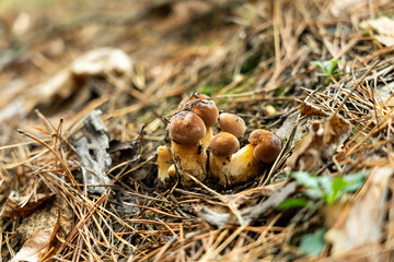Close-up photo of edible Boletus badius in the forest. Macro plan of forest mushrooms with brown cap.