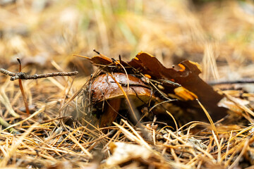 Close-up photo of edible Boletus badius in the forest. Macro plan of forest mushrooms with brown cap.